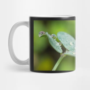 Raindrops on Woodsorrel Mug